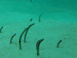 環境水族館アクアマリンふくしまに投稿された画像（2026/5/4）