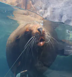 環境水族館アクアマリンふくしまに投稿された画像（2026/5/4）