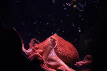 環境水族館アクアマリンふくしまに投稿された画像（2026/5/4）