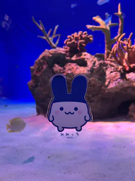 新江ノ島水族館に投稿された画像（2026/5/4）