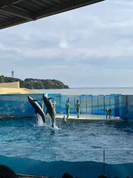 新江ノ島水族館に投稿された画像（2026/5/4）