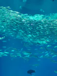 アクアワールド茨城県大洗水族館に投稿された画像（2026/5/4）