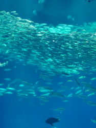 アクアワールド茨城県大洗水族館に投稿された画像（2026/5/4）