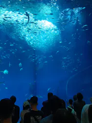 アクアワールド茨城県大洗水族館に投稿された画像（2026/5/4）