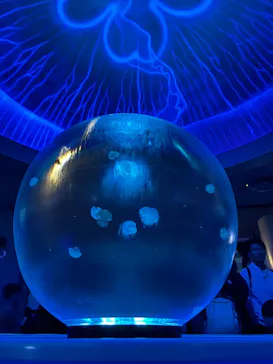 新江ノ島水族館に投稿された画像（2026/5/4）