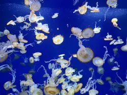 新江ノ島水族館に投稿された画像（2026/5/4）