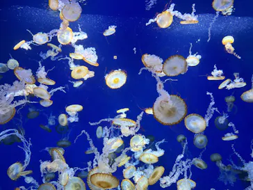 新江ノ島水族館に投稿された画像（2026/5/4）