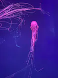 すみだ水族館に投稿された画像（2026/5/4）