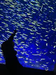大分マリーンパレス水族館 「うみたまご」に投稿された画像（2026/5/4）