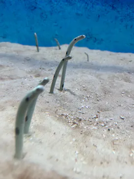 大分マリーンパレス水族館 「うみたまご」に投稿された画像（2026/5/4）