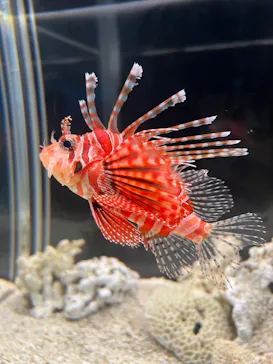 大分マリーンパレス水族館 「うみたまご」に投稿された画像（2026/5/4）