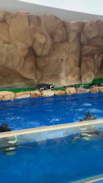 大分マリーンパレス水族館 「うみたまご」に投稿された画像（2026/5/4）