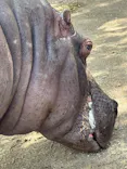東武動物公園に投稿された画像（2026/5/5）