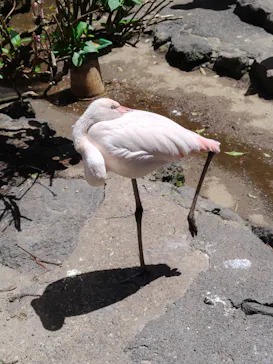 伊豆シャボテン動物公園に投稿された画像（2026/5/4）