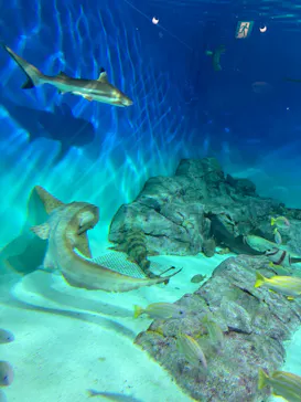 新江ノ島水族館に投稿された画像（2026/5/4）