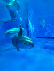 新江ノ島水族館に投稿された画像（2026/5/4）