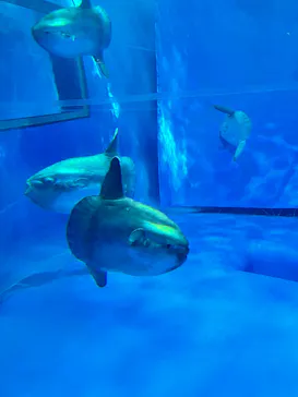 新江ノ島水族館に投稿された画像（2026/5/4）