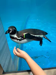 新江ノ島水族館に投稿された画像（2026/5/4）