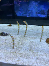 すみだ水族館に投稿された画像（2026/5/4）