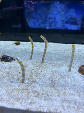 すみだ水族館に投稿された画像（2026/5/4）