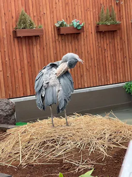 掛川花鳥園に投稿された画像（2026/5/4）