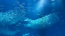 アクアワールド茨城県大洗水族館に投稿された画像（2026/5/5）