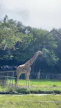 名古屋市東山動植物園に投稿された画像（2026/5/5）