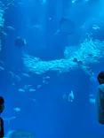 アクアワールド茨城県大洗水族館に投稿された画像（2026/5/5）