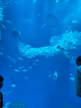 アクアワールド茨城県大洗水族館に投稿された画像（2026/5/5）