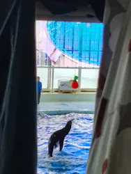 アクアワールド茨城県大洗水族館に投稿された画像（2026/5/5）