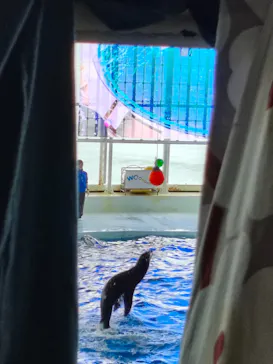 アクアワールド茨城県大洗水族館に投稿された画像（2026/5/5）