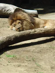天王寺動物園に投稿された画像（2026/5/5）