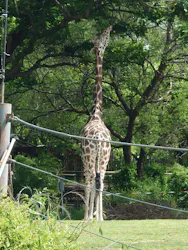 天王寺動物園に投稿された画像（2026/5/5）