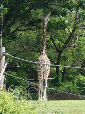 天王寺動物園に投稿された画像（2026/5/5）
