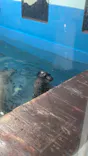 ゼロ距離水族館 伊勢シーパラダイスに投稿された画像（2026/5/5）