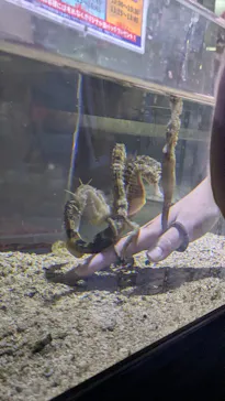 ゼロ距離水族館 伊勢シーパラダイスに投稿された画像（2026/5/5）