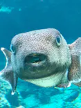 沖縄美ら海水族館に投稿された画像（2026/5/5）