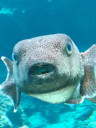 沖縄美ら海水族館に投稿された画像（2026/5/5）