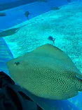 沖縄美ら海水族館に投稿された画像（2026/5/5）