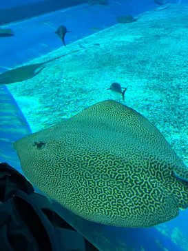 沖縄美ら海水族館に投稿された画像（2026/5/5）