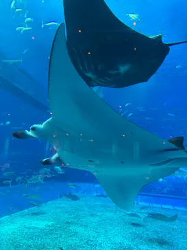 沖縄美ら海水族館に投稿された画像（2026/5/5）