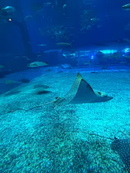 沖縄美ら海水族館に投稿された画像（2026/5/5）