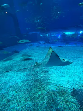 沖縄美ら海水族館に投稿された画像（2026/5/5）