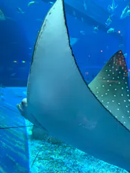 沖縄美ら海水族館に投稿された画像（2026/5/5）