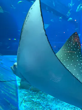 沖縄美ら海水族館に投稿された画像（2026/5/5）