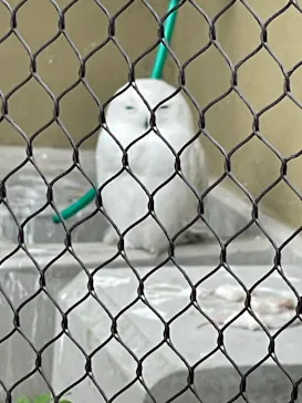 天王寺動物園に投稿された画像（2026/5/5）
