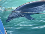 下田海中水族館に投稿された画像（2026/5/5）