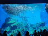 仙台うみの杜水族館に投稿された画像（2026/5/5）