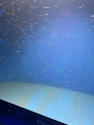 新江ノ島水族館に投稿された画像（2026/5/5）