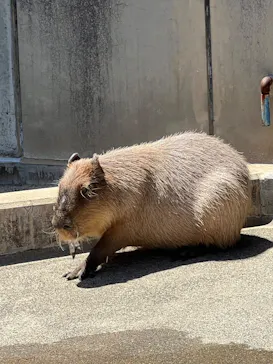 いしかわ動物園に投稿された画像（2026/5/5）
